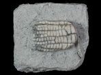Bargain, Sarocrinus Crinoid Fossil - Crawfordsville, Indiana #68501-1